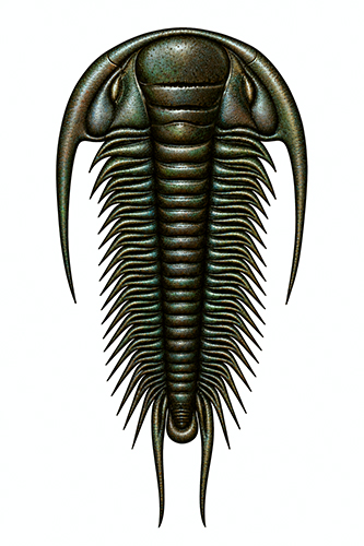 Paradoxides gracilis